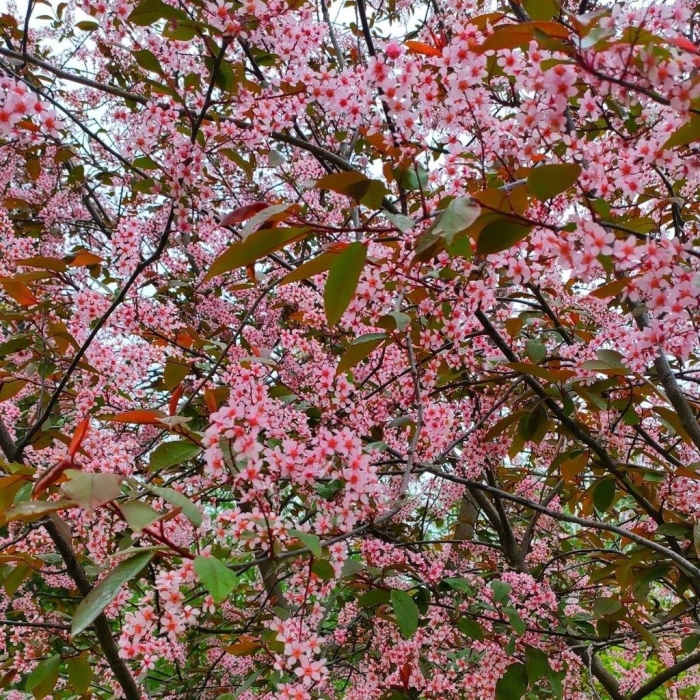Черемуха обыкновенная колората