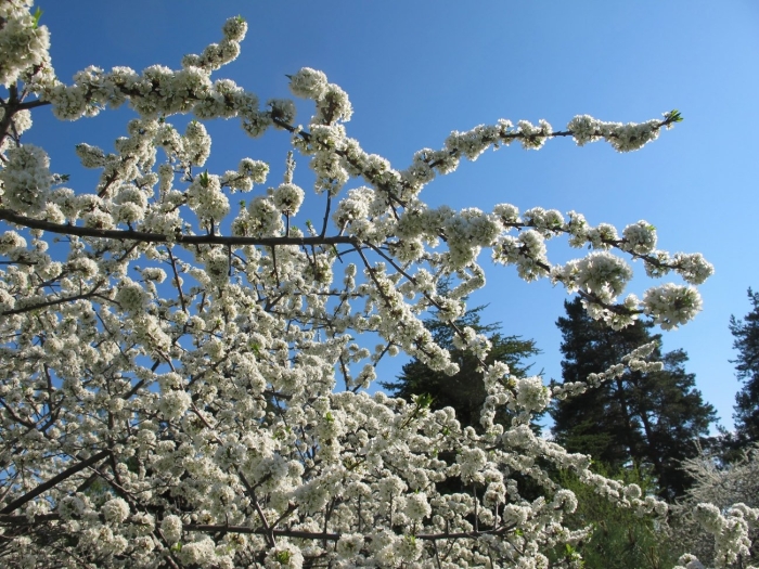 Ялта цветет алыча