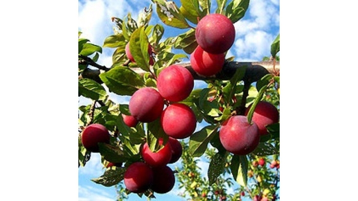 Слива империал колоновидная