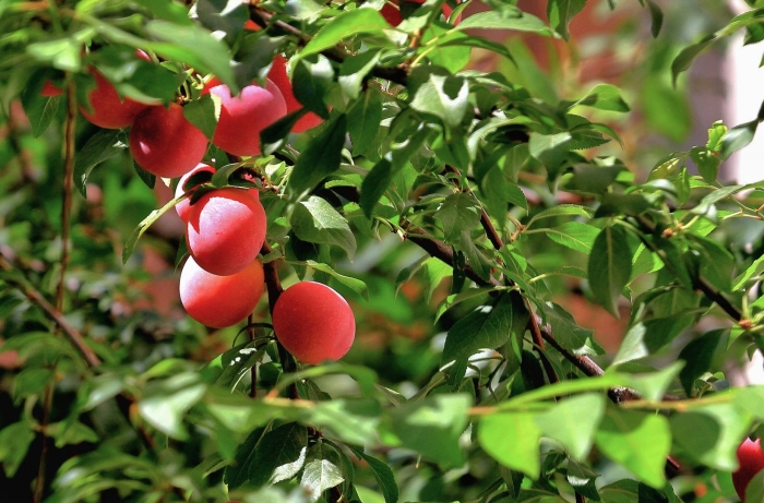 Сорт алычи кубанская комета