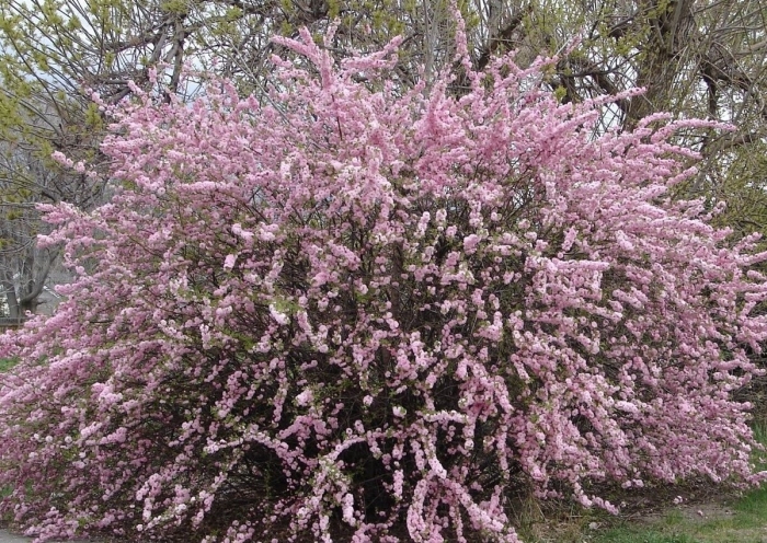 Сакура розеа плена