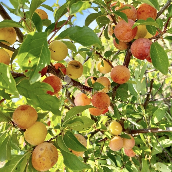 Слива уссурийская уральский чернослив