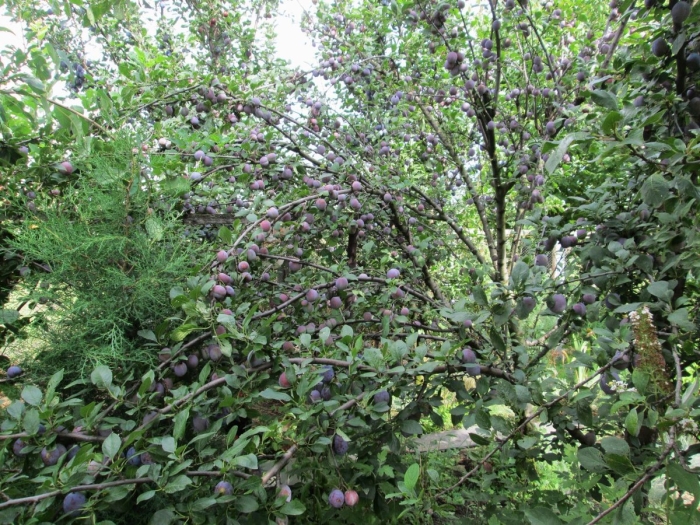 Сливовый сад