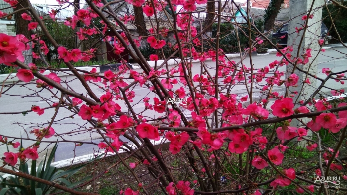 Японская слива запорожье