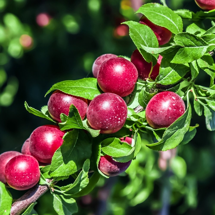 Сливово вишневый гибрид