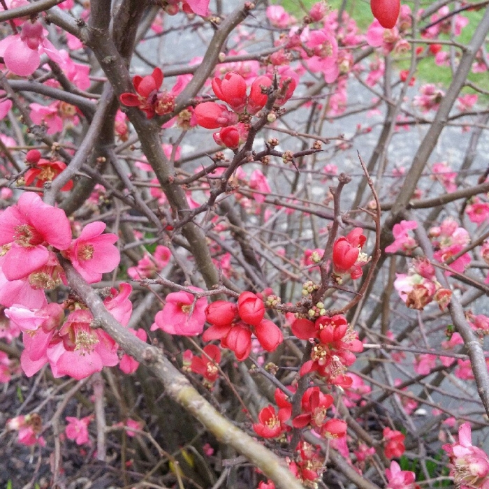 Айва японская