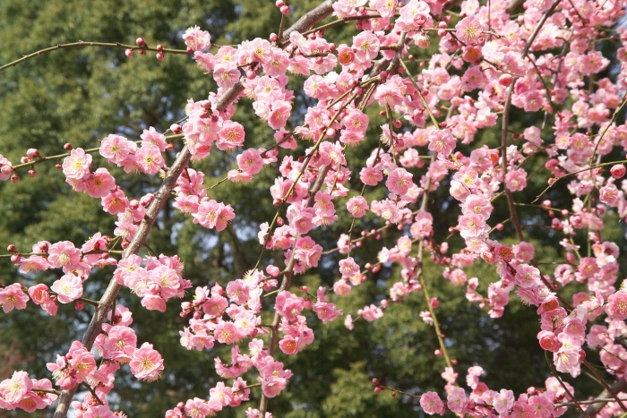 Японская слива умэ