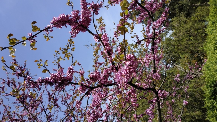 Церцис европейский иудино дерево