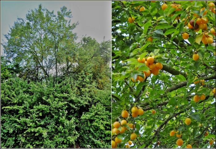 Алыча кустарник