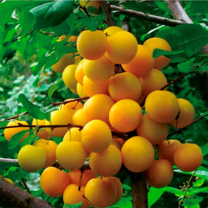 Алыча царская