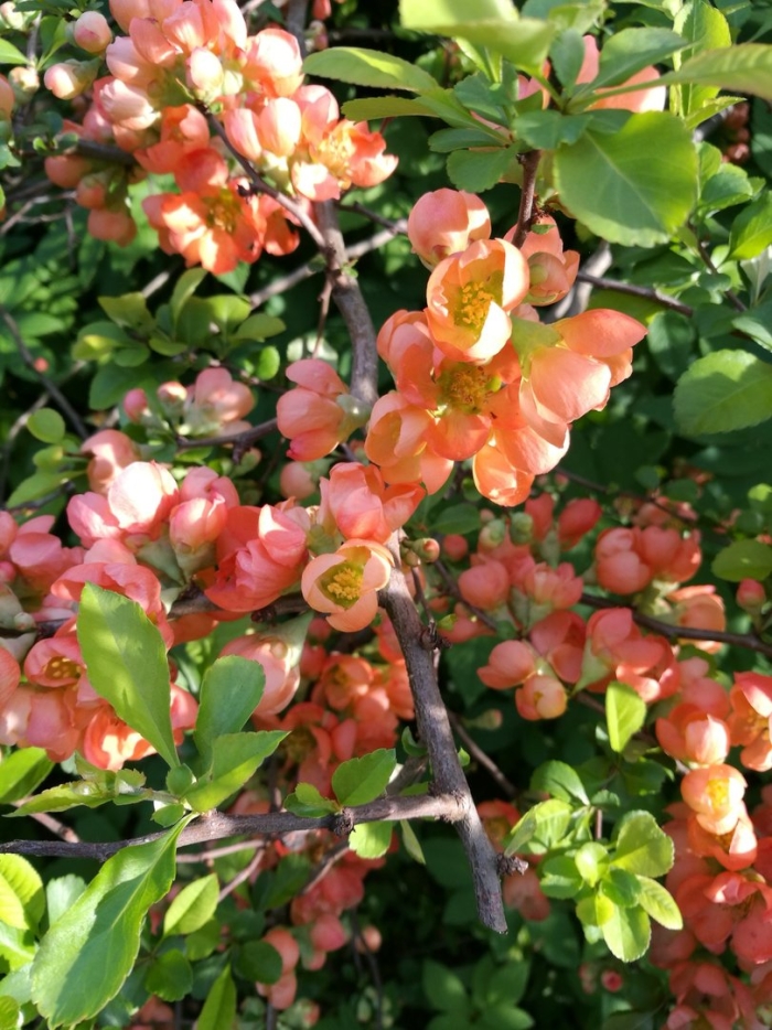 Айва японская хеномелес