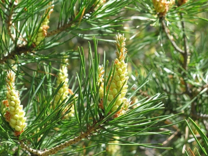 Сосна обыкновенная (pinus sylvestris) побеги