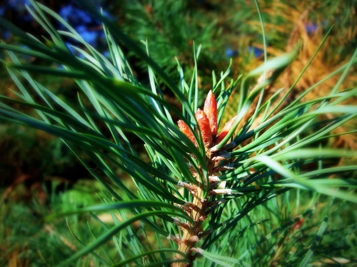 Микростробилы сосны обыкновенной