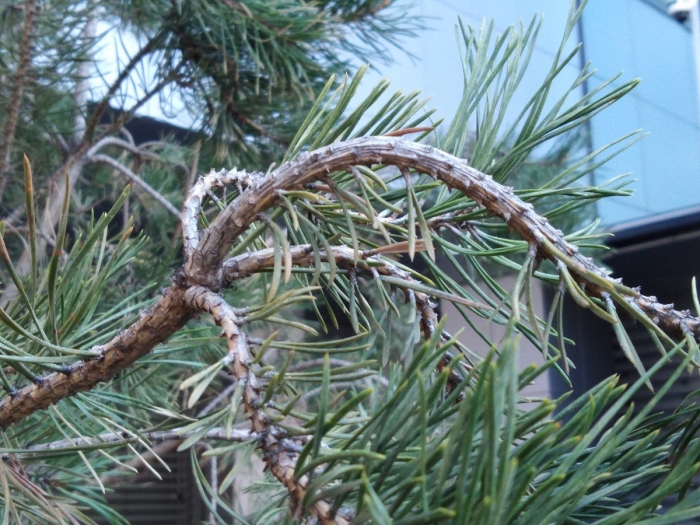 Сосновый вертун ( melampsora pinitorqua