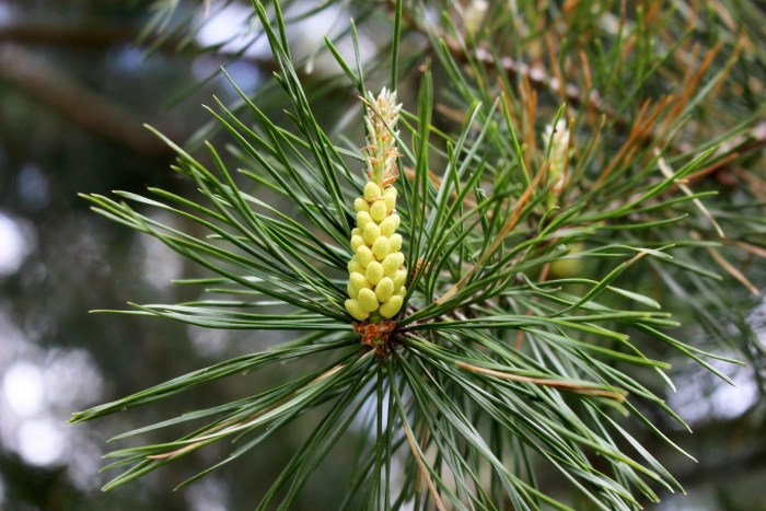 Сосна кедровая сибирская стробилы