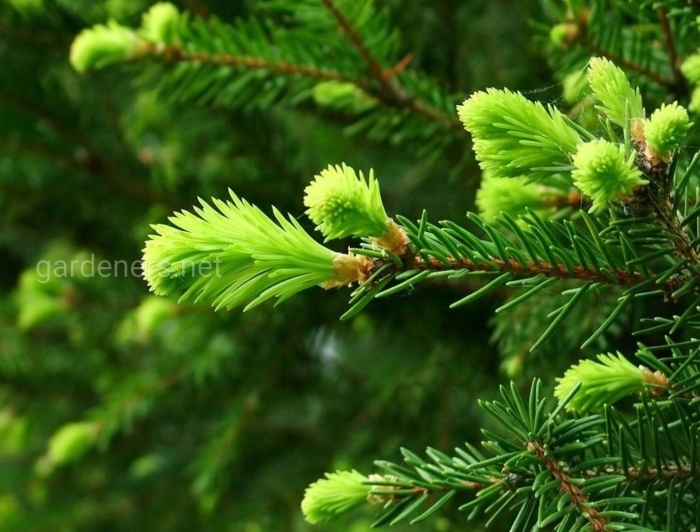 Пихта сибирская хвоя