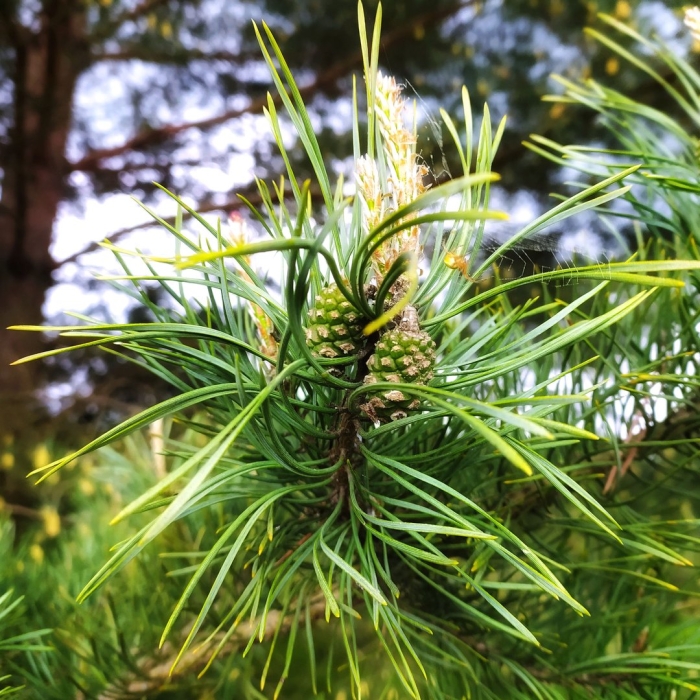 Кедр сибирский хвоинки