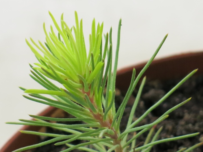 Голубая ель росток