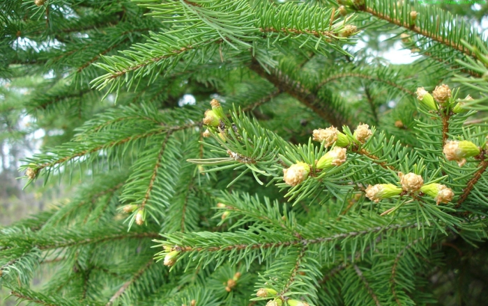 Picea asperata