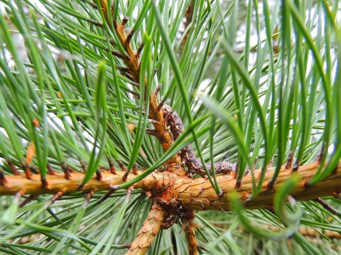 Сосна обыкновенная хвоинки