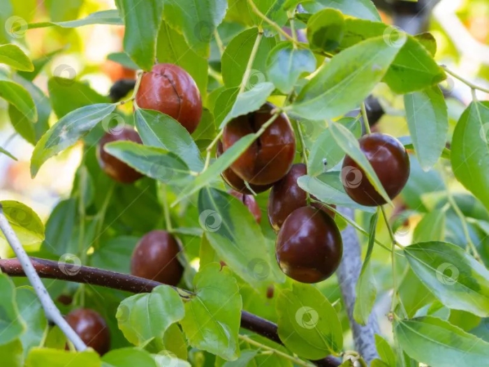 Унаби китайский финик