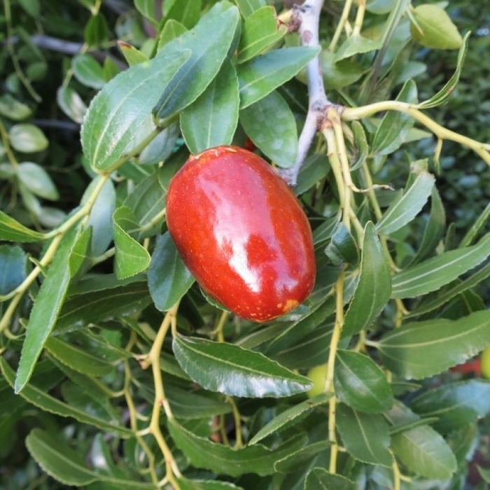 Зизифус крымский