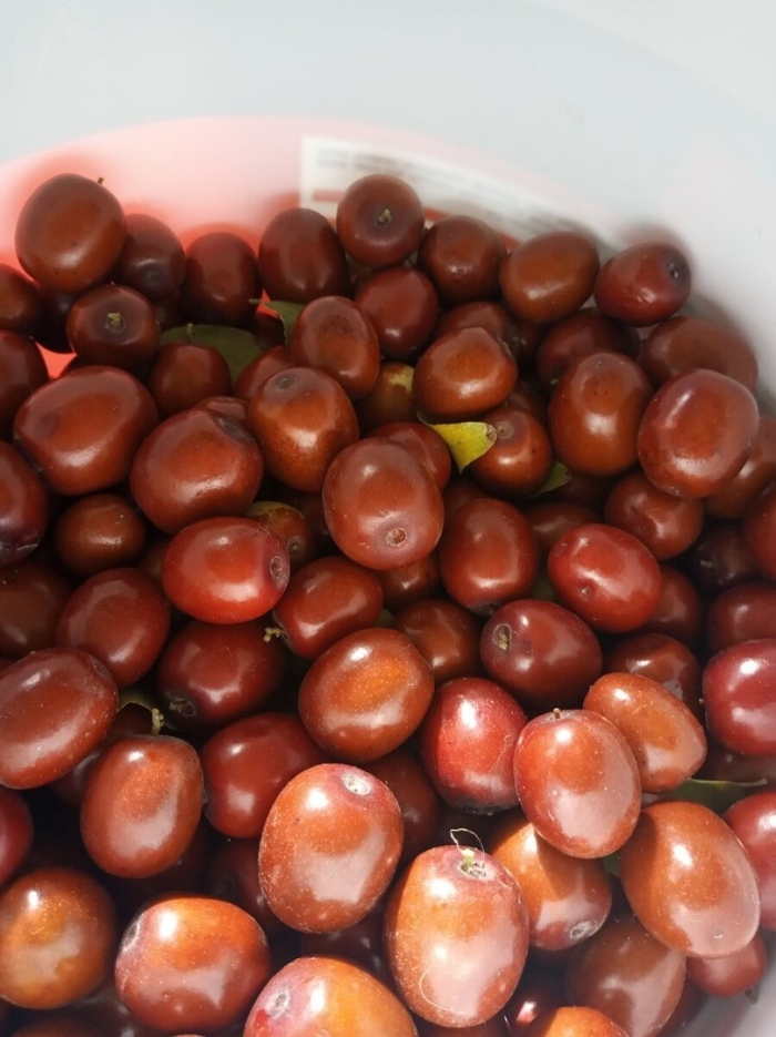 Крымский финик зизифус