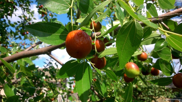 Китайский финик зизифус