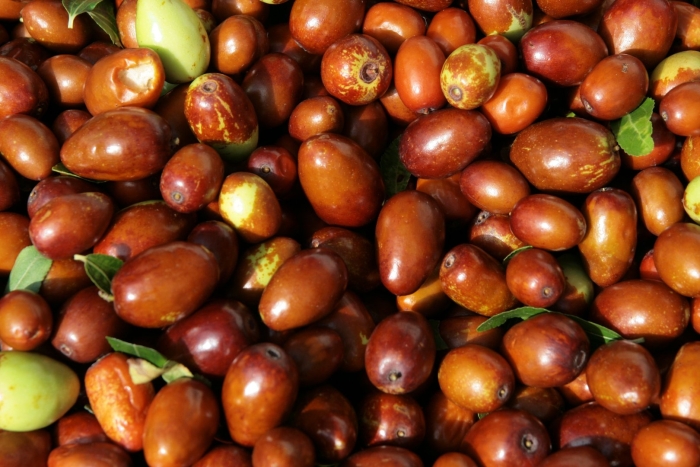 Крымский финик зизифус