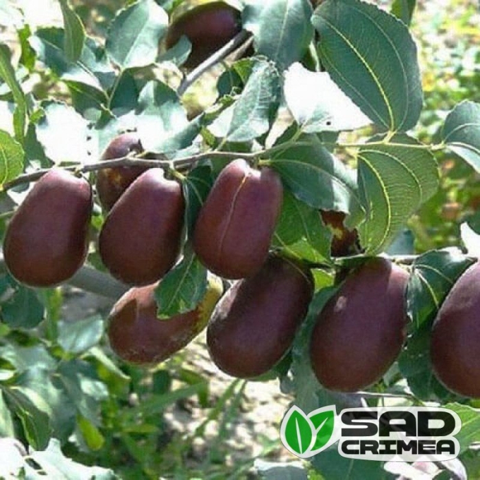 Китайский финик зизифус