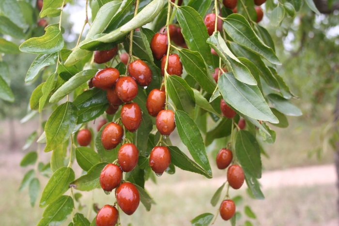 Саженцы унаби китайский финик