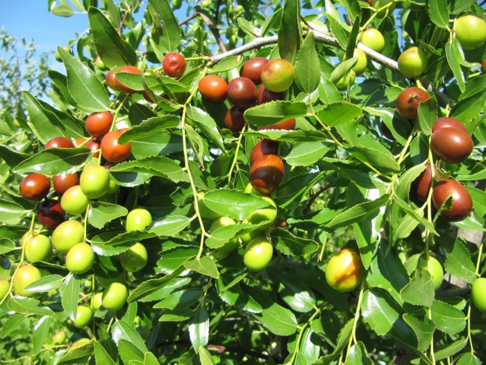 Зизифус ююба