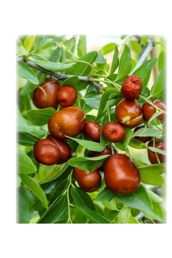 Зизифус мавританский