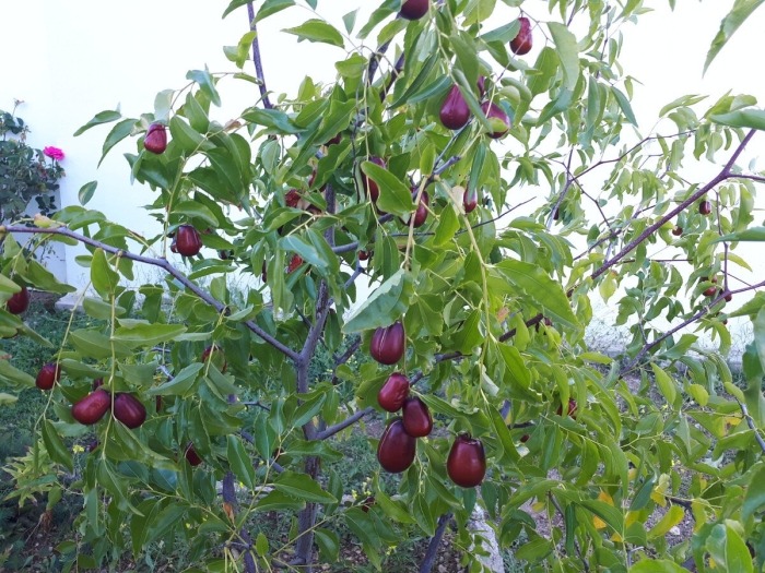 Зизифус настоящий