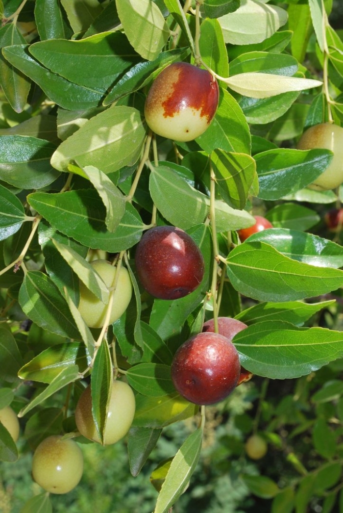 Унаби китайский финик