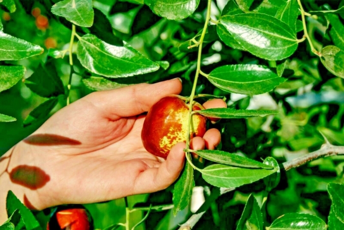 Унаби зизифус китайский финик