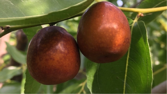 Унаби дерево