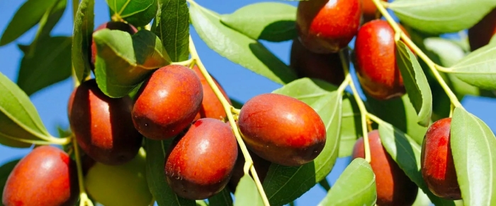 Унаби зизифус