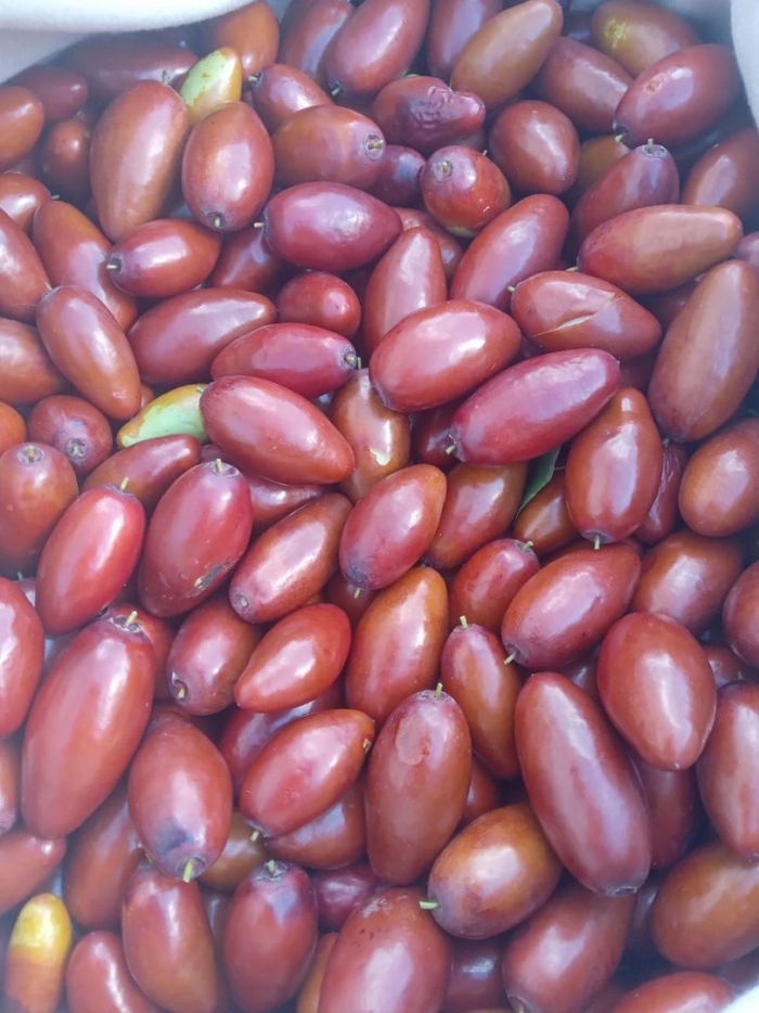 Крымский финик зизифус