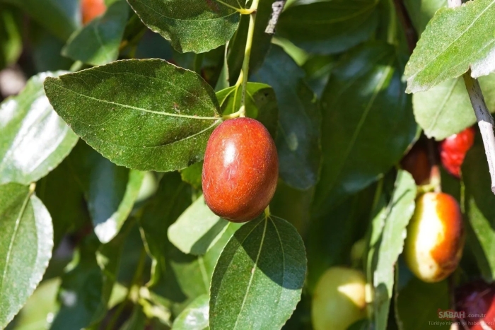 Зизифус крымский дерево