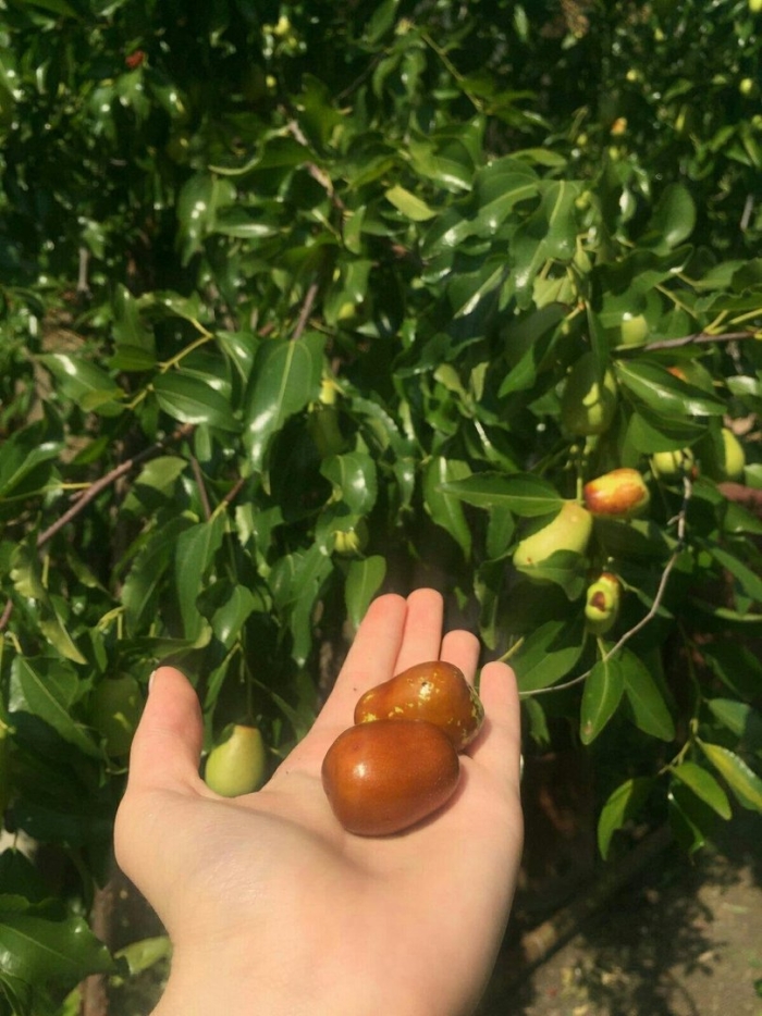 Китайский финик унаби