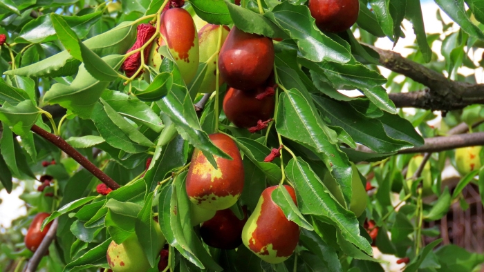 Унаби китайский финик