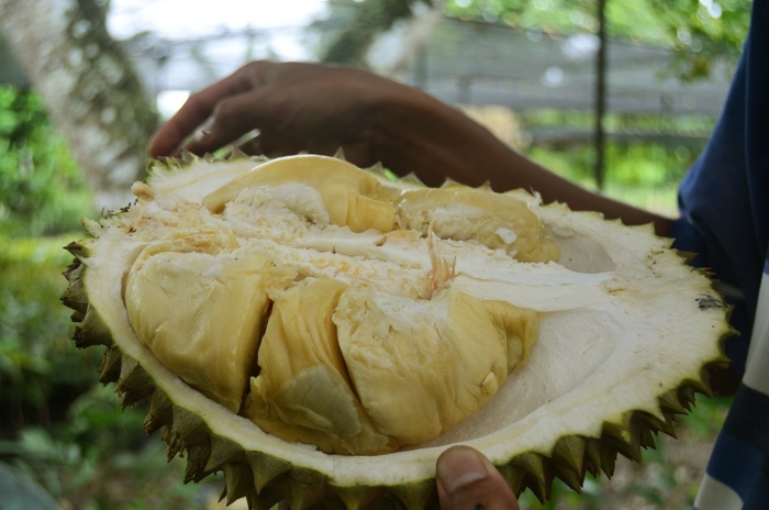 Дуриан в тайланде