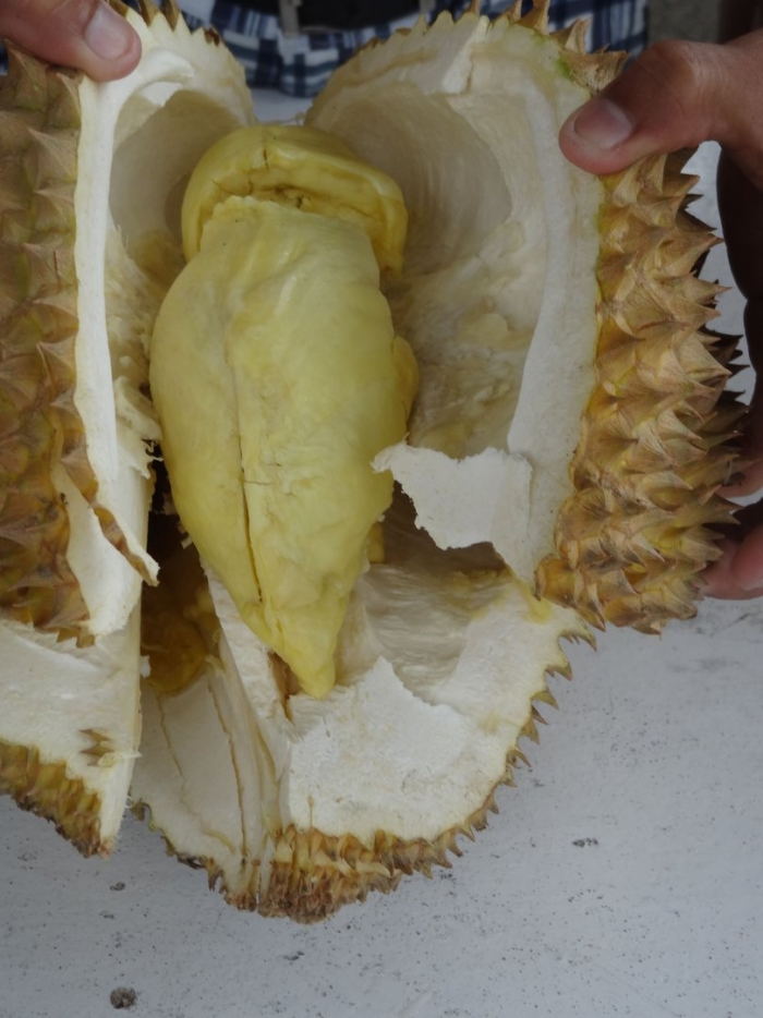 Дуриан цибетиновый