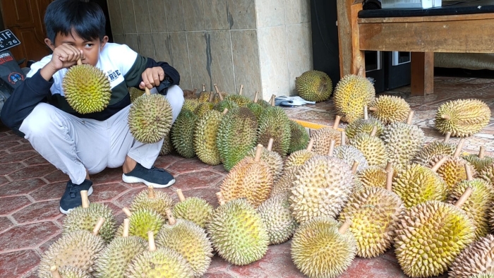 Джекфрут и дуриан