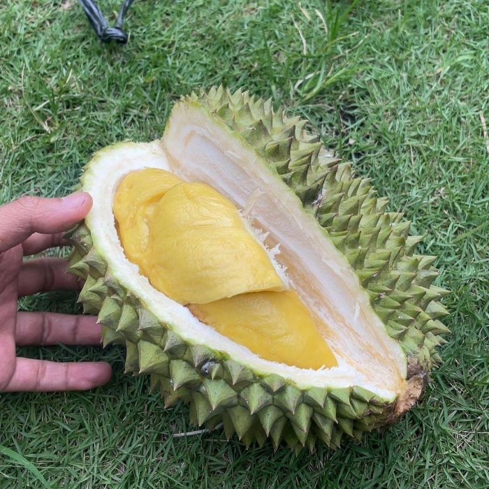 Дуриан монтонг