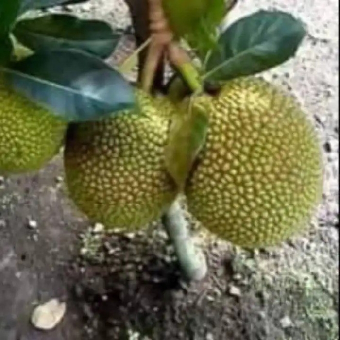 Хлебное дерево джекфрут