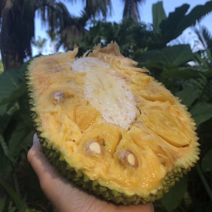 Джек фрут и дуриан