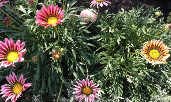 Гацания садовая звезда