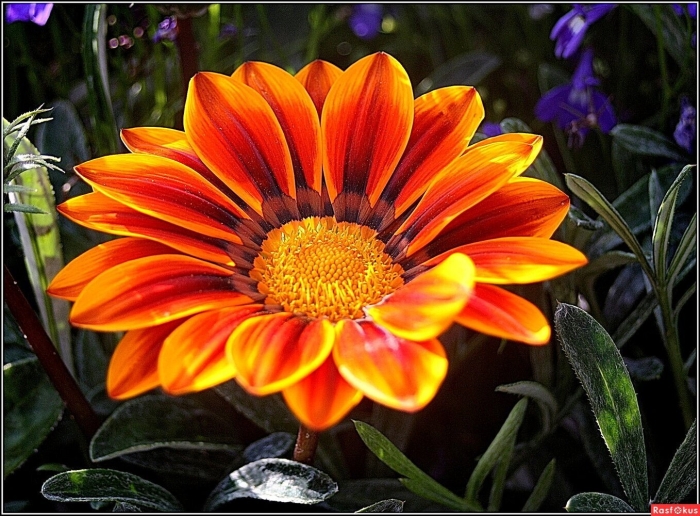 Гацания длиннострелковая